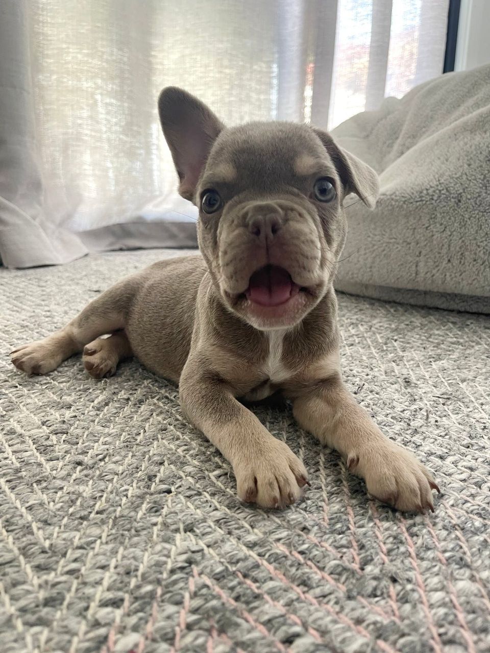 Mary’s French Bulldog