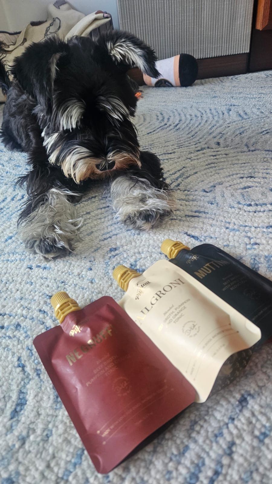Suzanne’s Schnauzer