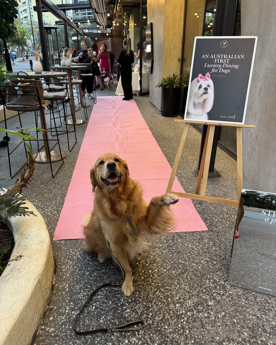 Bentley the golden retriever on the pink carpet in Brisbane