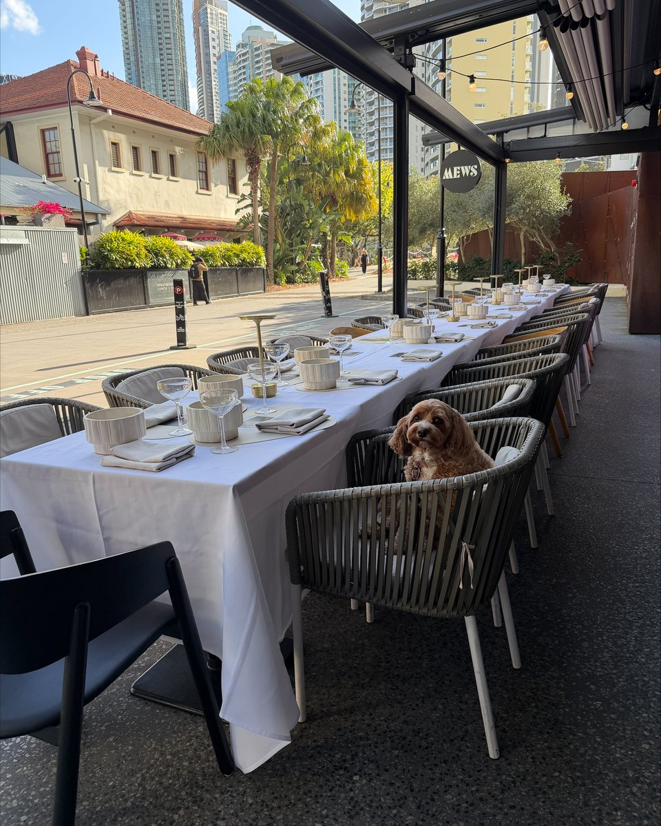 The long table set for dogs and their humans