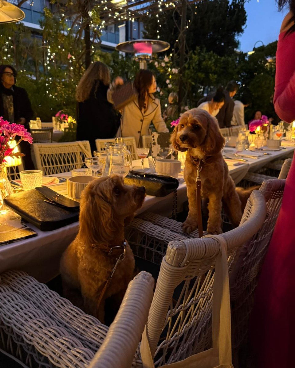 Two cavoodles in their own seats at the table