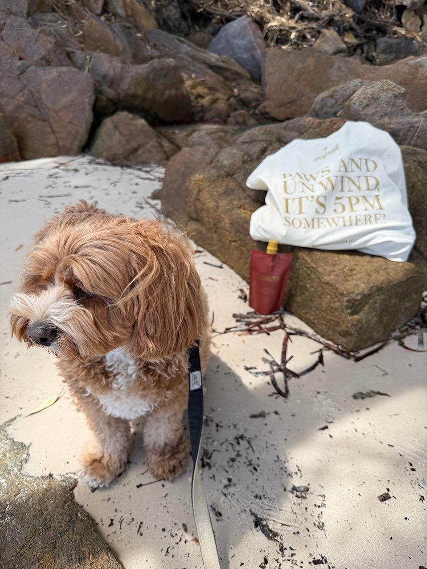 Khaleesi on a beach walk with a Puptail and the 5pm Tote