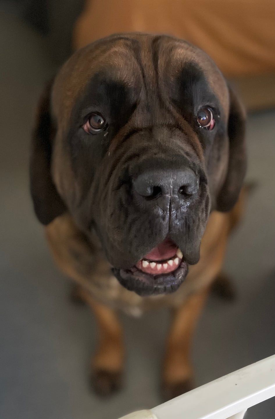 Carrie’s English Mastiff