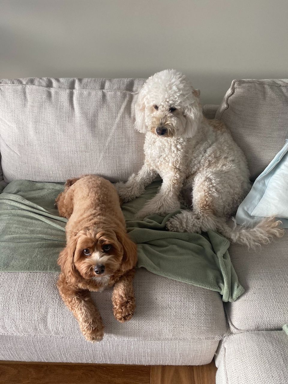 Sally’s Oodle